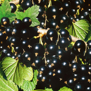 Смородина Глариоза - лпх-первомайское.рф