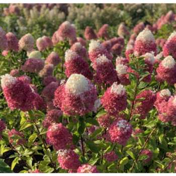 Гортензия "Строберри Блоссом" - лпх-первомайское.рф