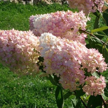 Гортензия" Гранди флора" - лпх-первомайское.рф