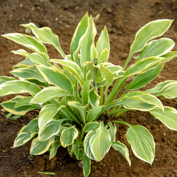 Хоста ( Йеллоу сплеш рим)   - лпх-первомайское.рф