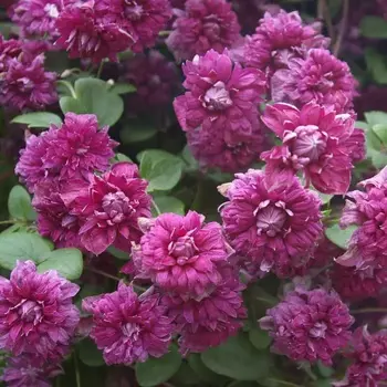 Плена элеганс (нет в наличии) - лпх-первомайское.рф