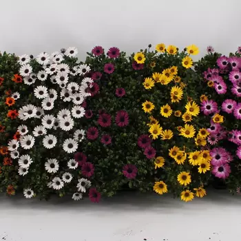 Остеоспермум - лпх-первомайское.рф