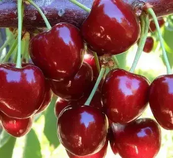 Ивановна(нет в наличии) - лпх-первомайское.рф