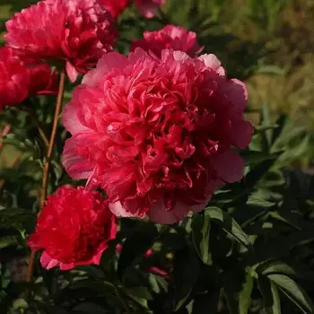 Команд перфоманс - лпх-первомайское.рф