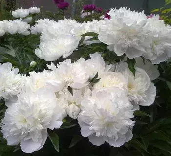 Дюшес де немур - лпх-первомайское.рф