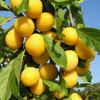 Подарок санкт петербургу - лпх-первомайское.рф