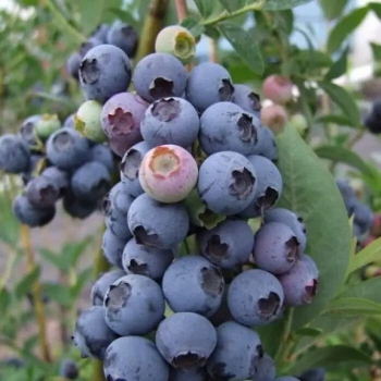 Блюэтта (нет в наличии) - лпх-первомайское.рф