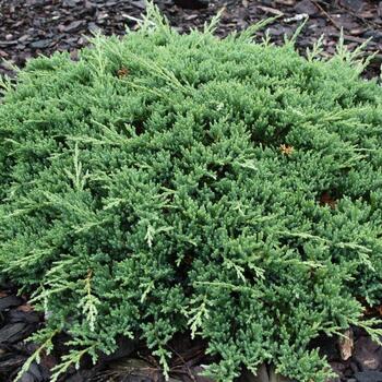 Можжевельник горизонтальный ПРИНЦ УЭЛЬСКИЙ ( нет в наличии) - лпх-первомайское.рф