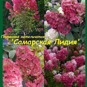 Гортензия "Самарская Лидия" - лпх-первомайское.рф