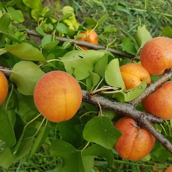 Абрикос Гордость Хакасии - лпх-первомайское.рф