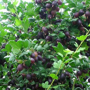  Командор - лпх-первомайское.рф