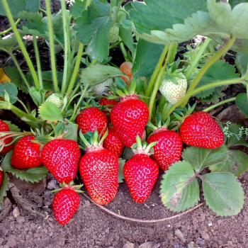 Клубника Квики - лпх-первомайское.рф