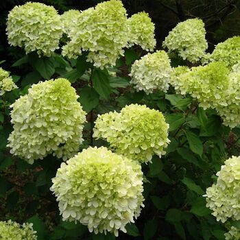 Гортензия" Лам лайт"  - лпх-первомайское.рф