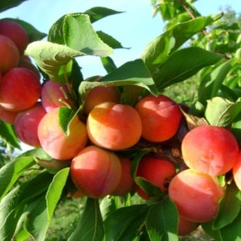 Людмила - лпх-первомайское.рф