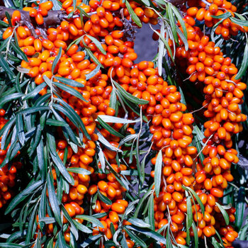 Огниво - лпх-первомайское.рф