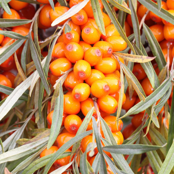 Солнечная - лпх-первомайское.рф