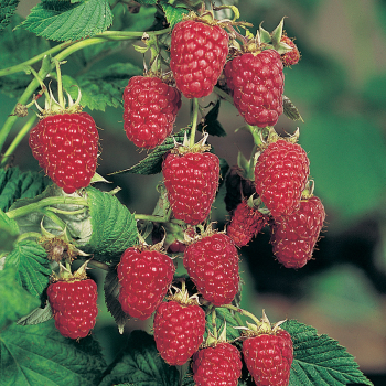 Малина Краса России - лпх-первомайское.рф