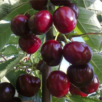 Оленька( нет в наличии) - лпх-первомайское.рф