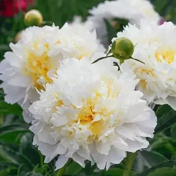 Чеддер чиз - лпх-первомайское.рф