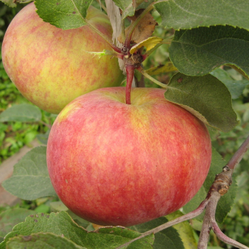 Яблоня Первоуральское 3х-лет - лпх-первомайское.рф