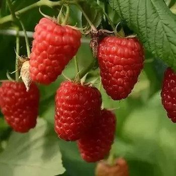 Малина Энросадира( нет в наличии) - лпх-первомайское.рф