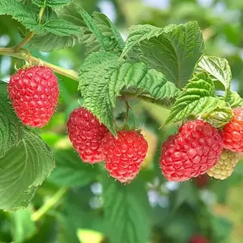 Малина Вайолет - лпх-первомайское.рф