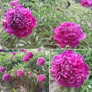 Феликс краусс - лпх-первомайское.рф