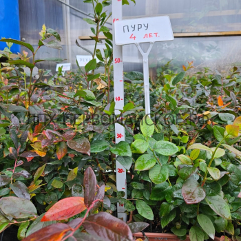 Пуру (нет в наличии) - лпх-первомайское.рф