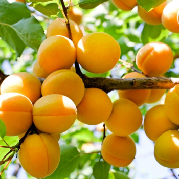 Абрикос Саянский - лпх-первомайское.рф