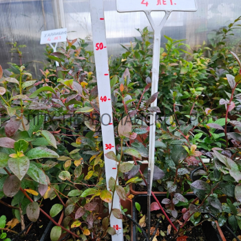 Река( нет в наличии) - лпх-первомайское.рф