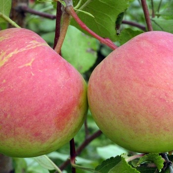 Яблоня Родниковая 3х-лет - лпх-первомайское.рф