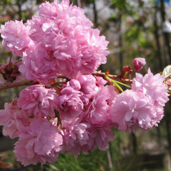 Ошидори ( нет в наличии) - лпх-первомайское.рф