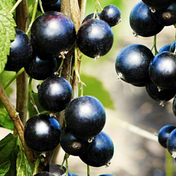 Смородина Вымпел - лпх-первомайское.рф