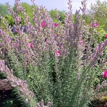 Мирикария - лпх-первомайское.рф