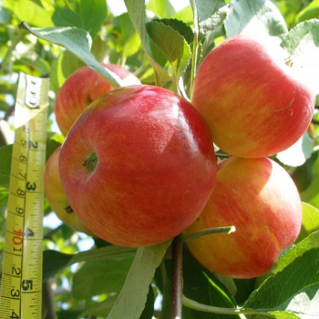 Яблоня Серебряное копытце 3х-лет - лпх-первомайское.рф