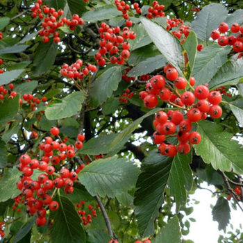 Шведская - лпх-первомайское.рф