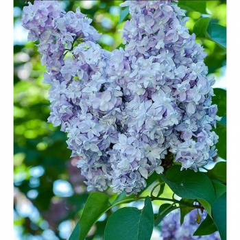 Небо москвы( нет в наличии) - лпх-первомайское.рф