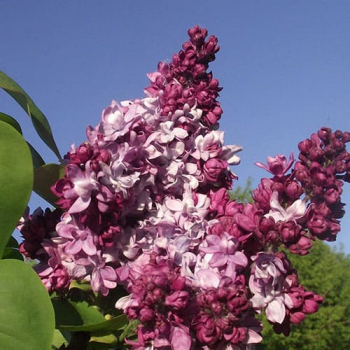 Маршал Малиновский ( нет в наличии) - лпх-первомайское.рф