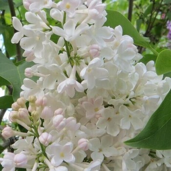  Петербурженка - лпх-первомайское.рф