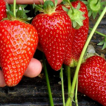 Клубника Брилла( нет в наличии) - лпх-первомайское.рф