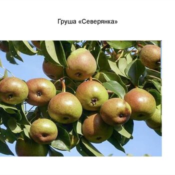 Груша Северянка - лпх-первомайское.рф
