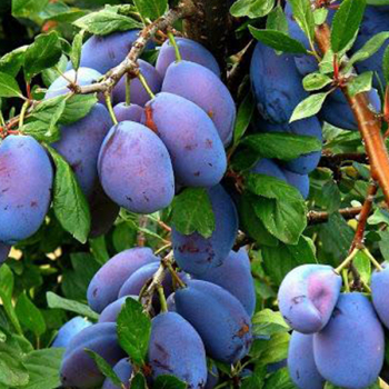  Чебаркульская (нет в наличии) - лпх-первомайское.рф