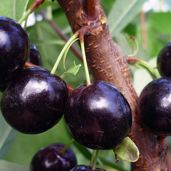 Омская ночка (нет в наличии) - лпх-первомайское.рф