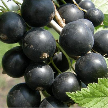 Смородина Монисто - лпх-первомайское.рф