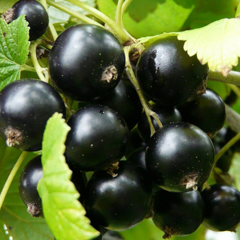 Смородина Радужная - лпх-первомайское.рф