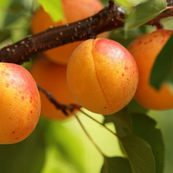 Абрикос Снежинский - лпх-первомайское.рф