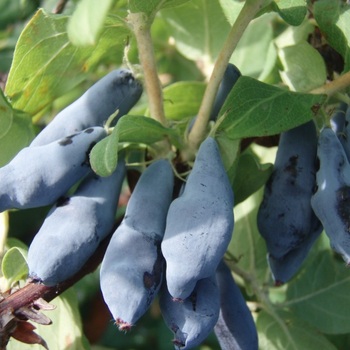 Амфора ( нет в наличии) - лпх-первомайское.рф