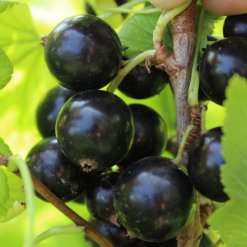 Смородина Мушкетёр - лпх-первомайское.рф