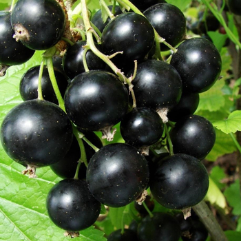 Смородина Викторина  - лпх-первомайское.рф