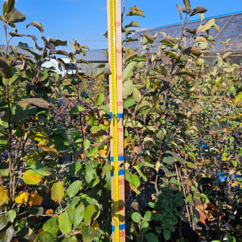 Яблоня Уралец  - лпх-первомайское.рф